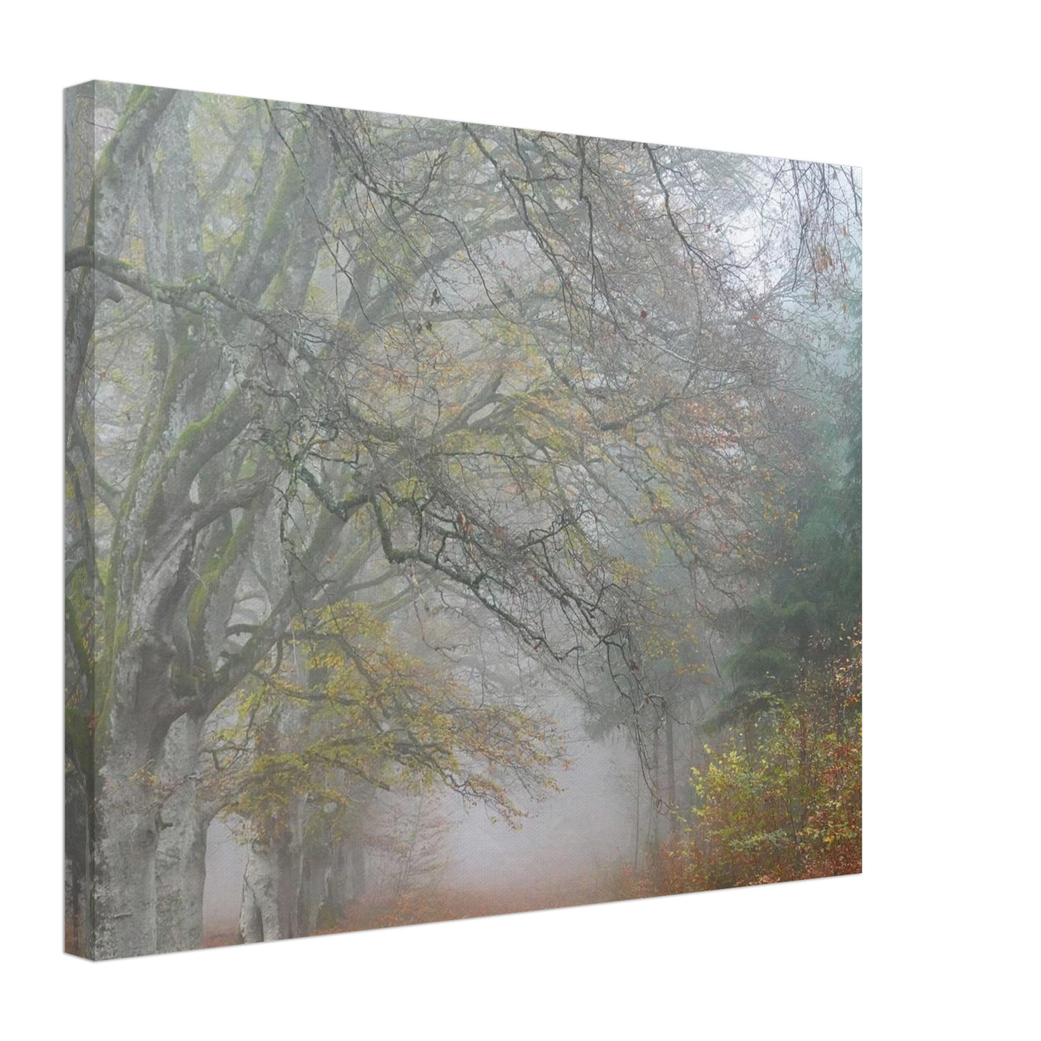 Toile d’Auvergne La Hêtraie Bois de Ceyssat déco murale Toile d’Auvergne La Hêtraie Bois de Ceyssat déco murale