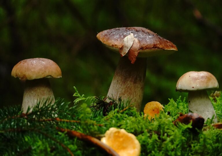 Une matinée parmi les cèpes : le bois où le temps semble suspendu