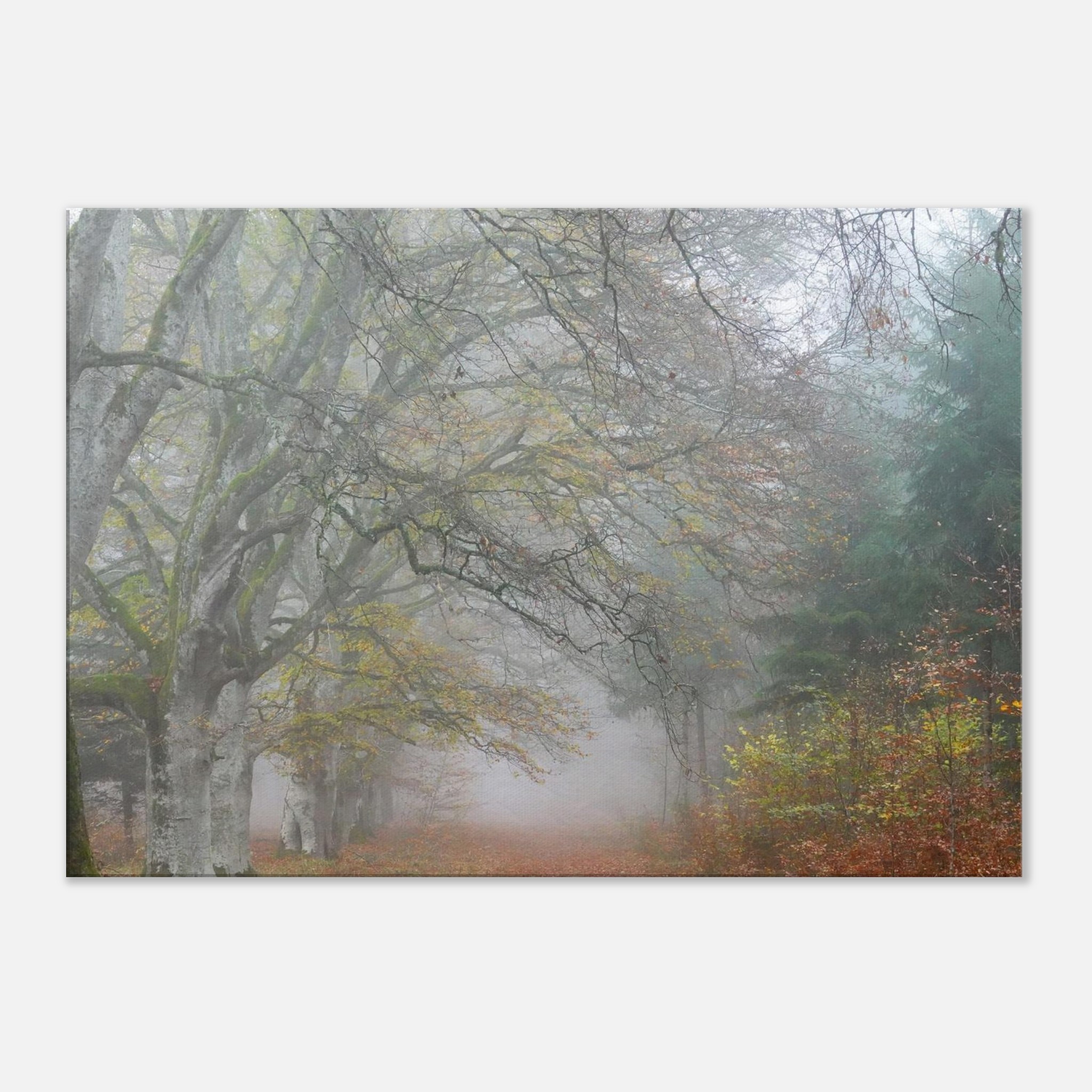 Toile d’Auvergne La Hêtraie Bois de Ceyssat déco murale Toile d’Auvergne La Hêtraie Bois de Ceyssat déco murale