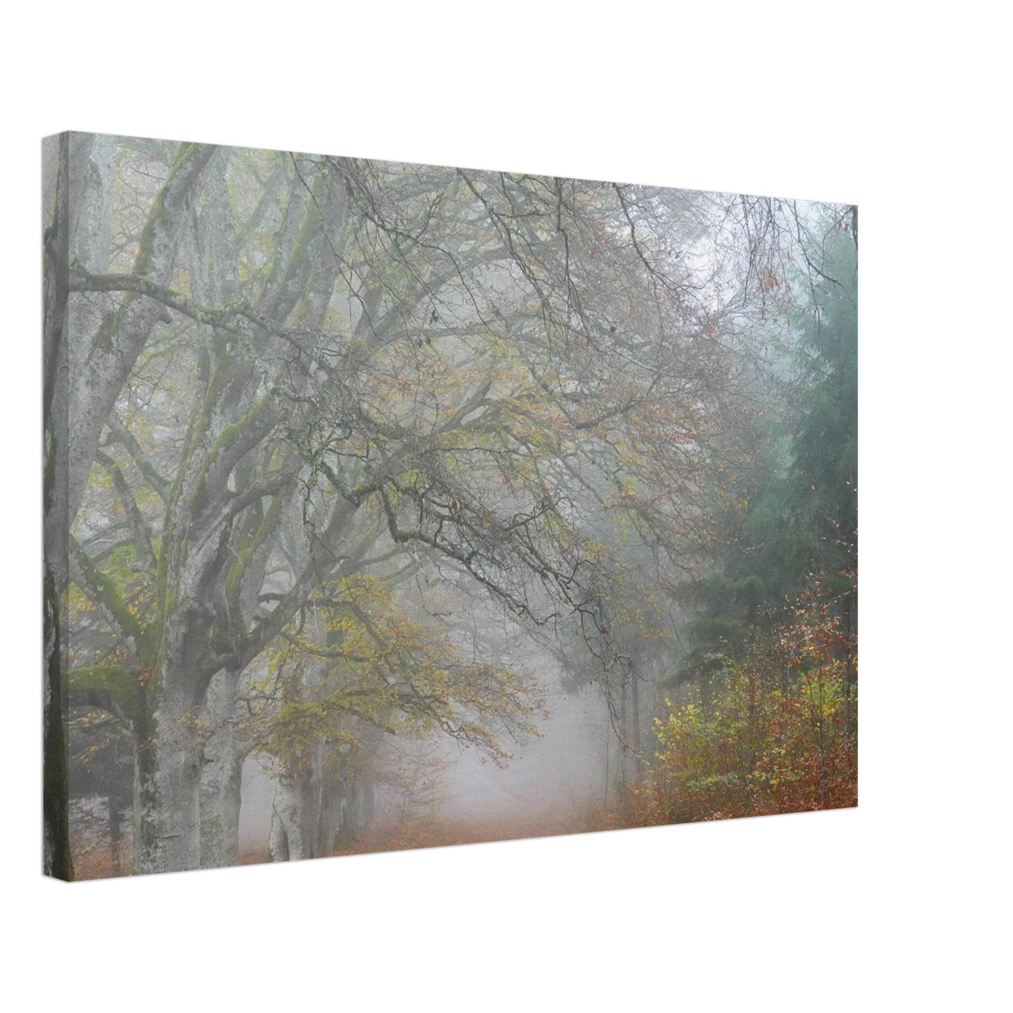 Toile d’Auvergne La Hêtraie Bois de Ceyssat déco murale Toile d’Auvergne La Hêtraie Bois de Ceyssat déco murale
