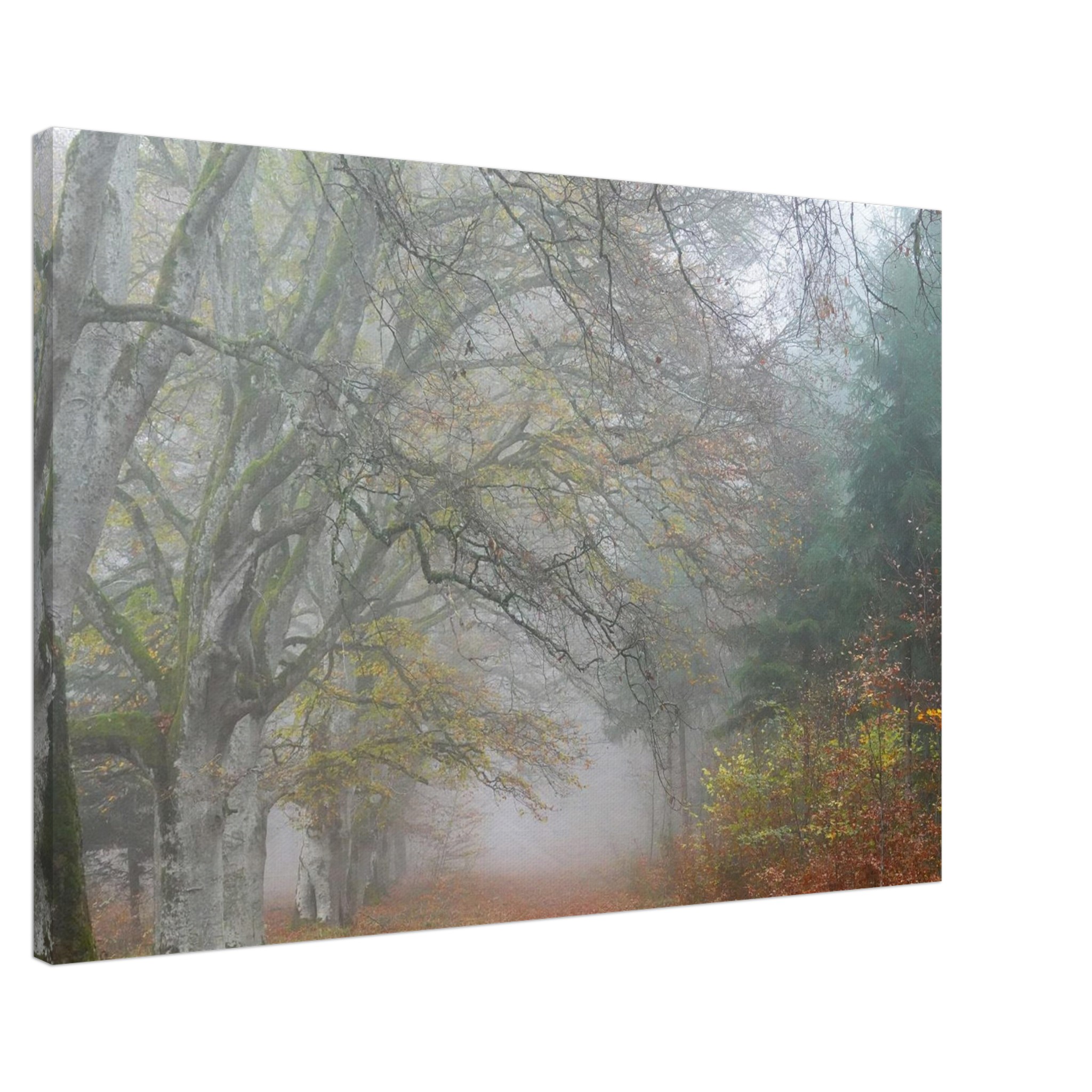 Toile d’Auvergne La Hêtraie Bois de Ceyssat déco murale Toile d’Auvergne La Hêtraie Bois de Ceyssat déco murale