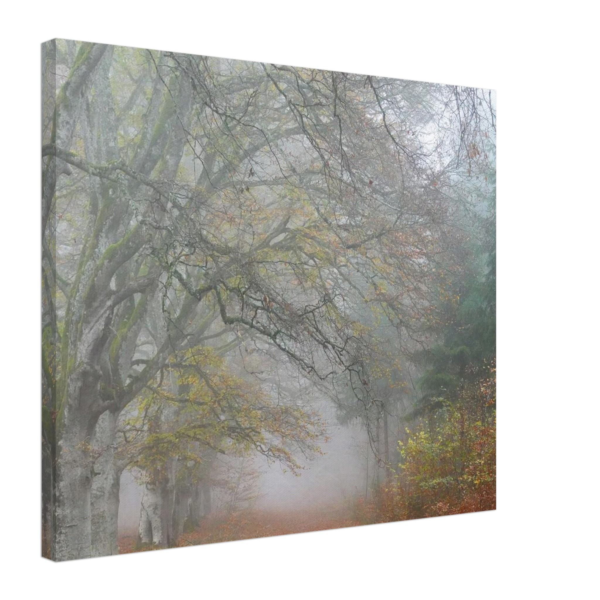 Toile d’Auvergne La Hêtraie Bois de Ceyssat déco murale Toile d’Auvergne La Hêtraie Bois de Ceyssat déco murale