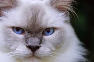 Tableau portrait de chat aux yeux bleus, de face Tableau portrait de chat aux yeux bleus, de face
