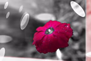 Tableau fleur rose framboise sur fond noir et blanc Tableau fleur rose framboise sur fond noir et blanc