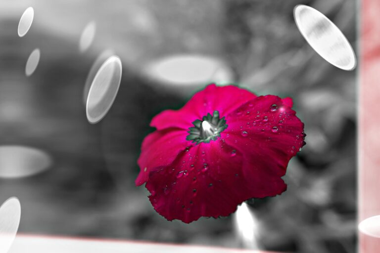 Le Lychnis cosmique : quand une fleur devient vaisseau de l&rsquo;univers vivant
