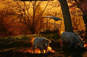 L’appel discret de la prairie, tableau vaches dans un pré