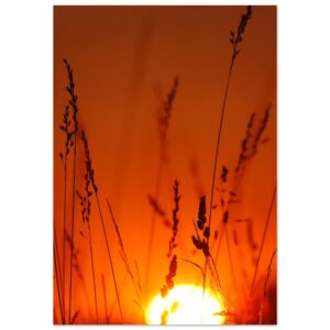 Incandescence Incandescence