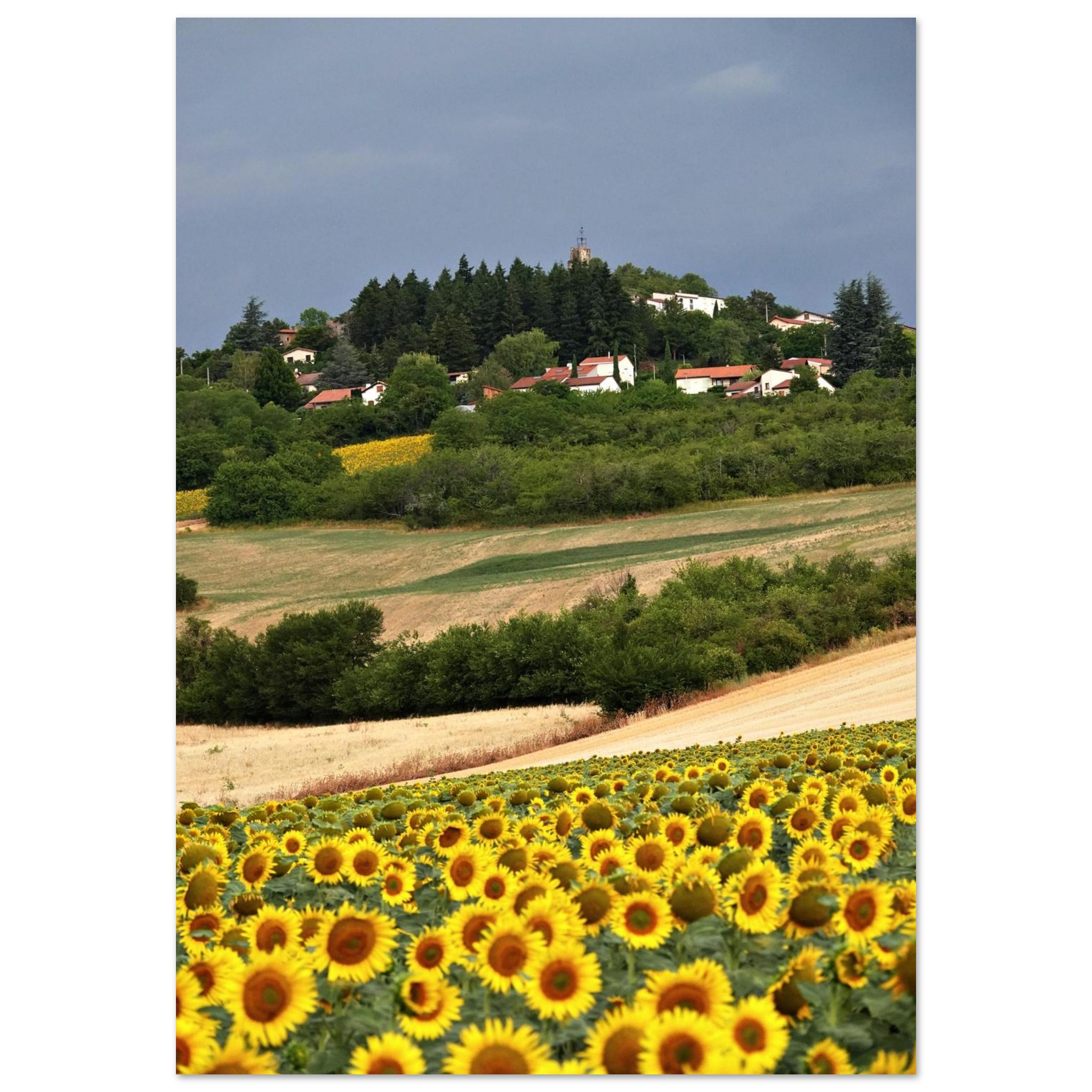 Au cœur des saisons – Tableau tournesols aluminium Au cœur des saisons – Tableau tournesols aluminium