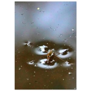 Le vivant ne se mesure pas, il se rencontre – Tableau gerris sur l’eau Le vivant ne se mesure pas, il se rencontre – Tableau gerris sur l’eau