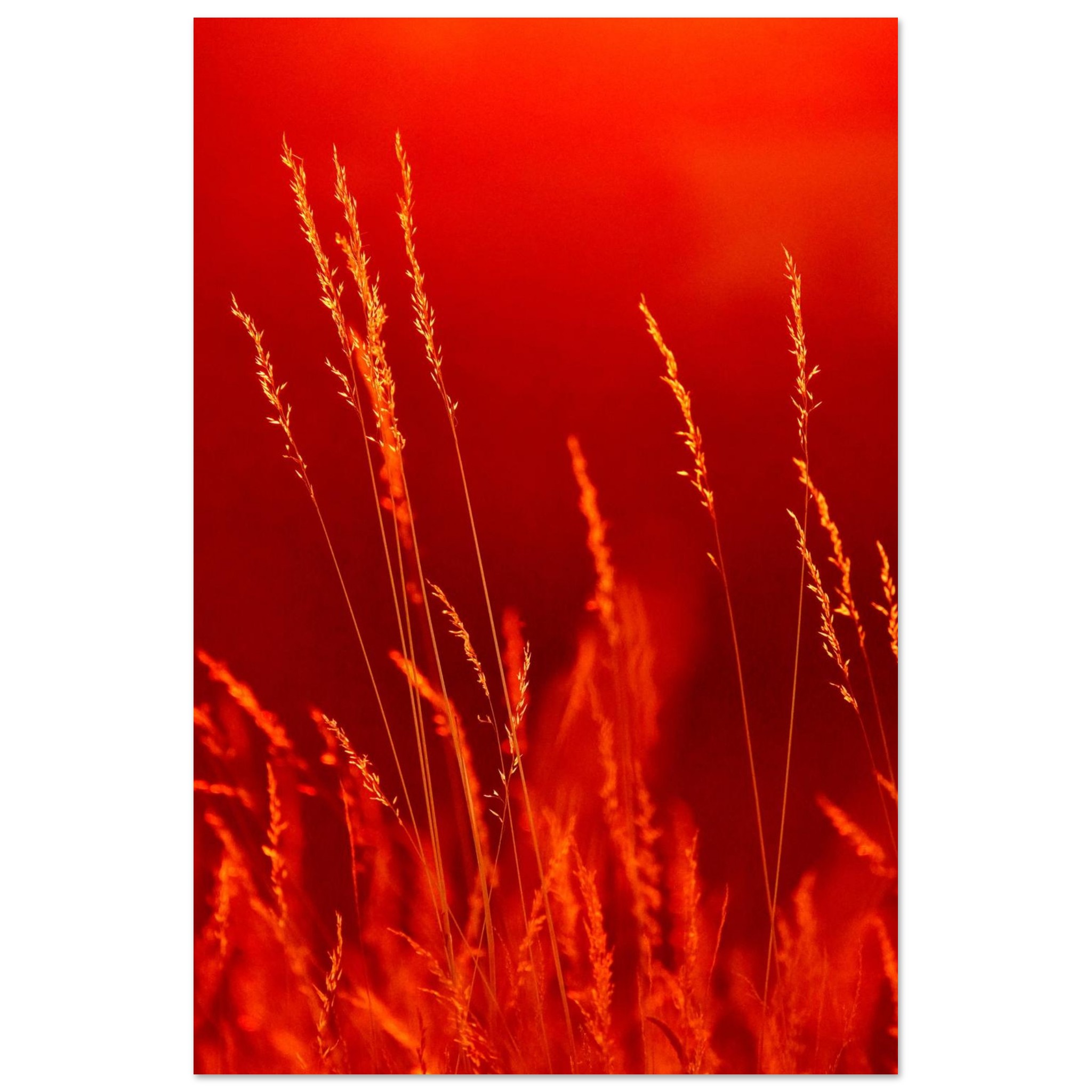 Le nature joue une musique que seuls les sens peuvent entendre Le nature joue une musique que seuls les sens peuvent entendre