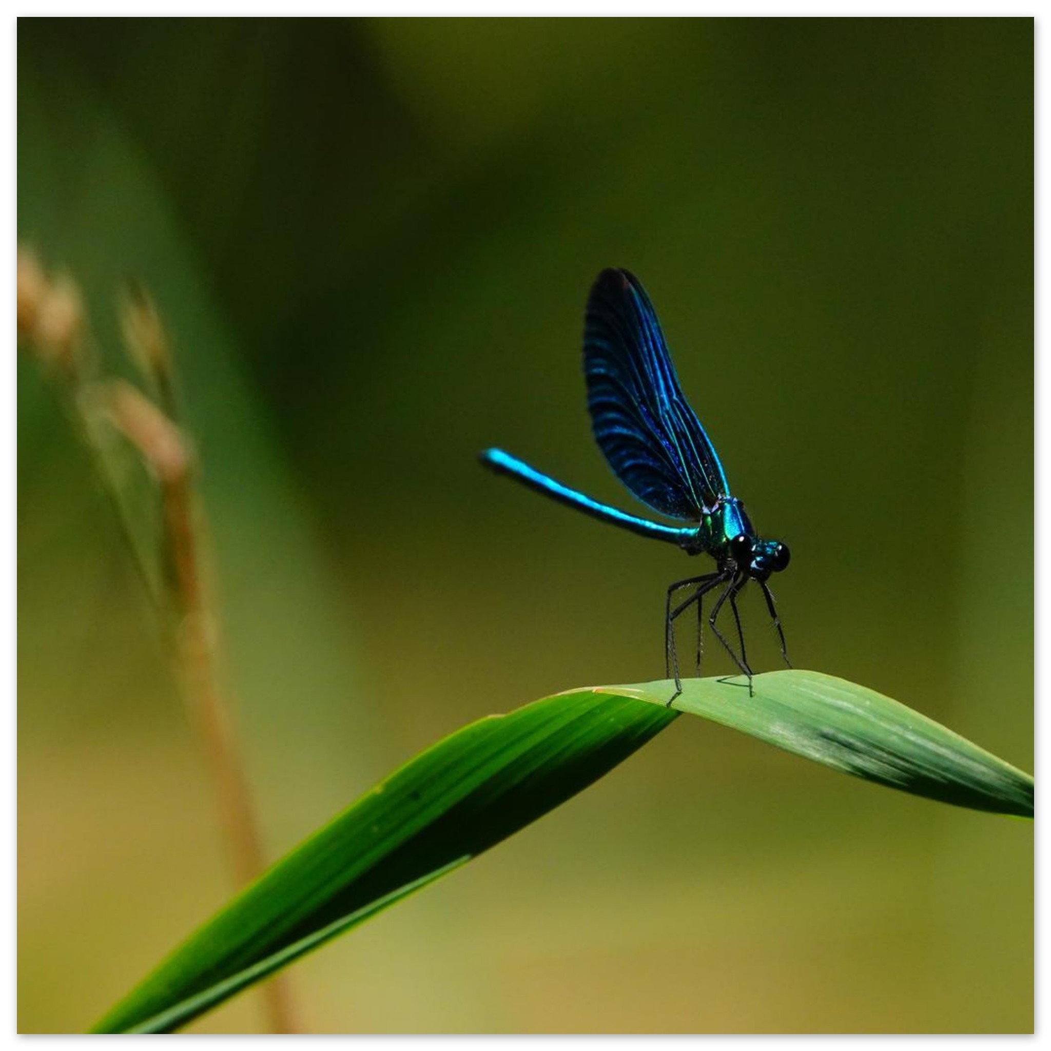 La demoiselle des eaux La demoiselle des eaux