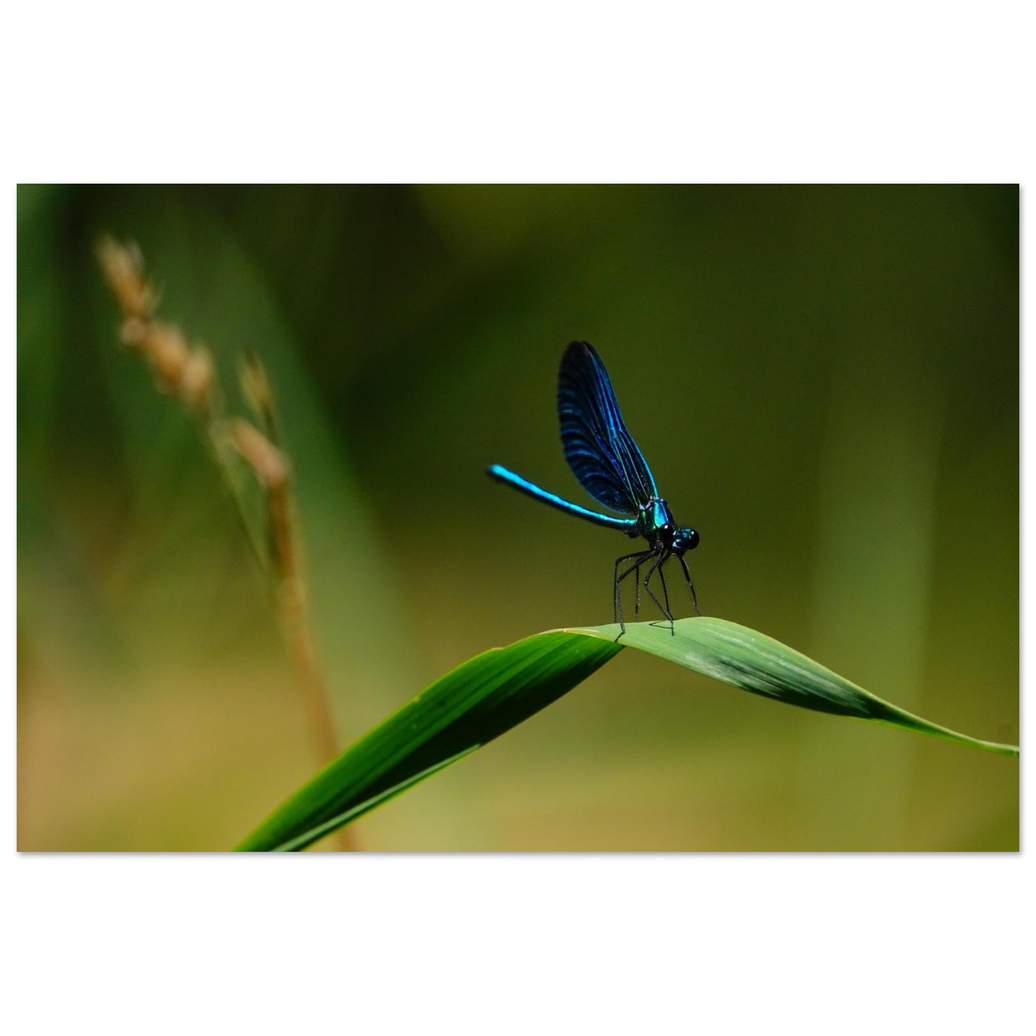 La demoiselle des eaux La demoiselle des eaux