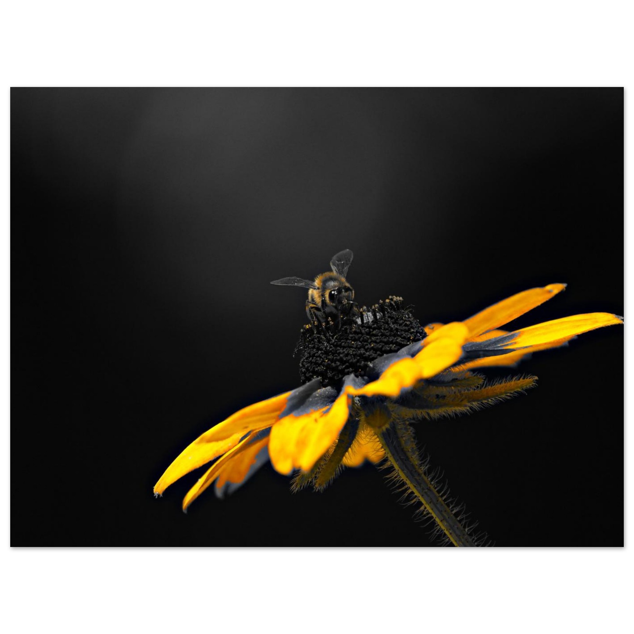 Le jour où les fleurs n’auront plus personne à attendre Le jour où les fleurs n’auront plus personne à attendre