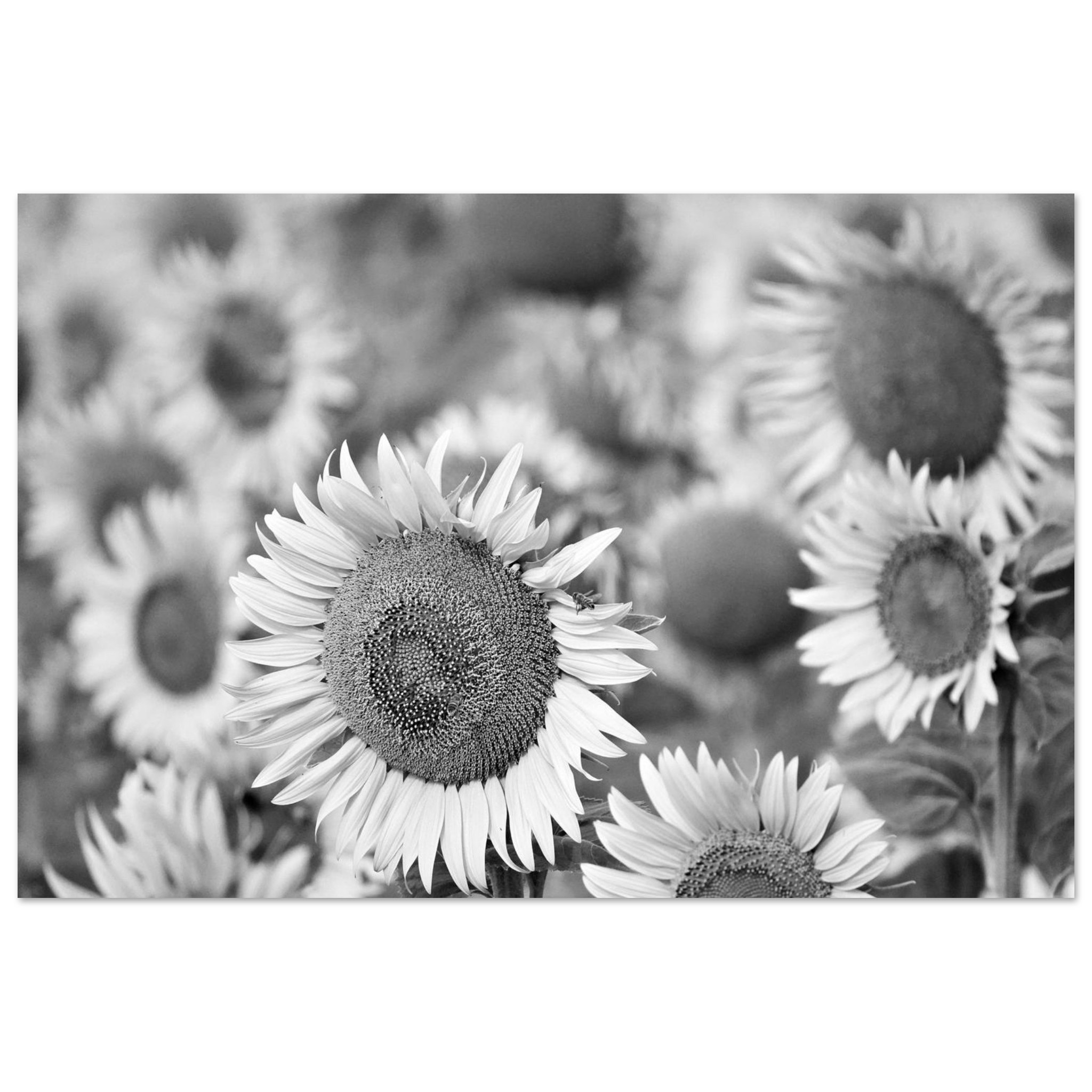 La Terre a de l’allure – Tableau tournesols noir et blanc La Terre a de l’allure – Tableau tournesols noir et blanc