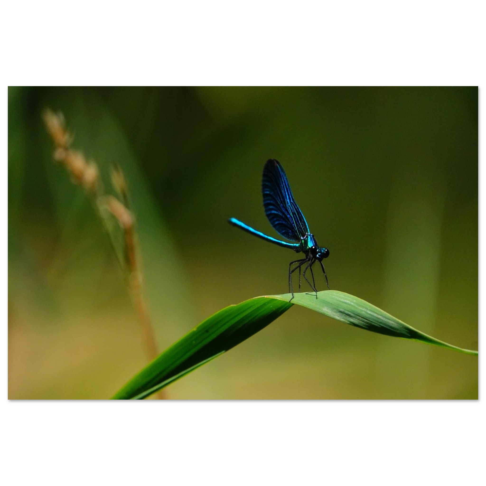 La demoiselle des eaux La demoiselle des eaux