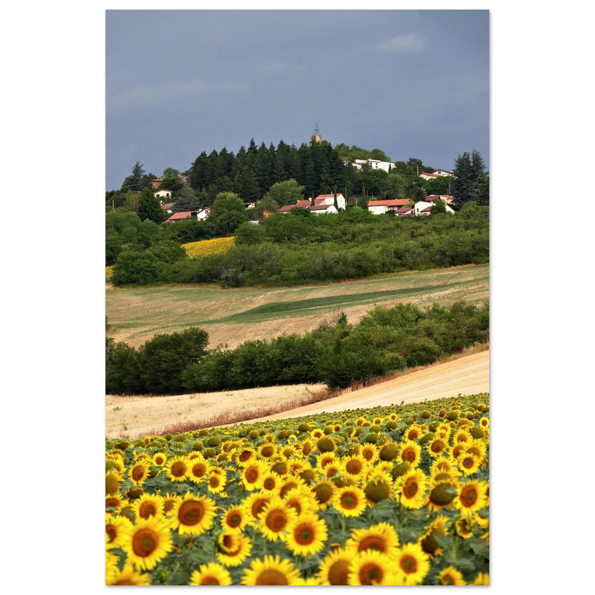 Au cœur des saisons – Tableau tournesols aluminium Au cœur des saisons – Tableau tournesols aluminium