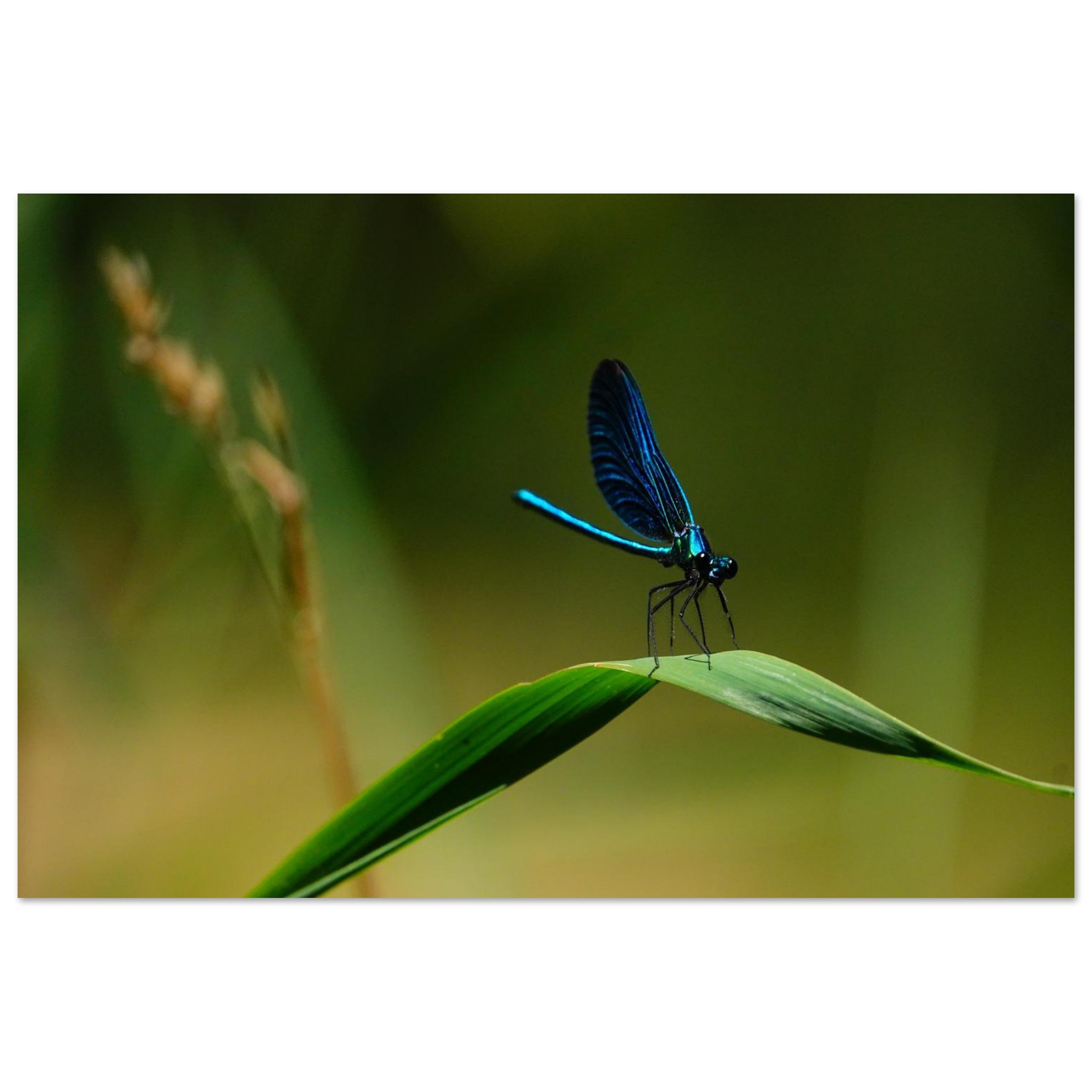 La demoiselle des eaux La demoiselle des eaux