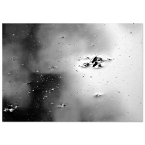 La poésie de l’eau – Tableau photo d’insecte sur l’eau La poésie de l’eau – Tableau photo d’insecte sur l’eau