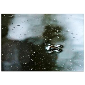 La navigatrice des miroirs – Tableau photo d’insecte sur l’eau La navigatrice des miroirs – Tableau photo d’insecte sur l’eau