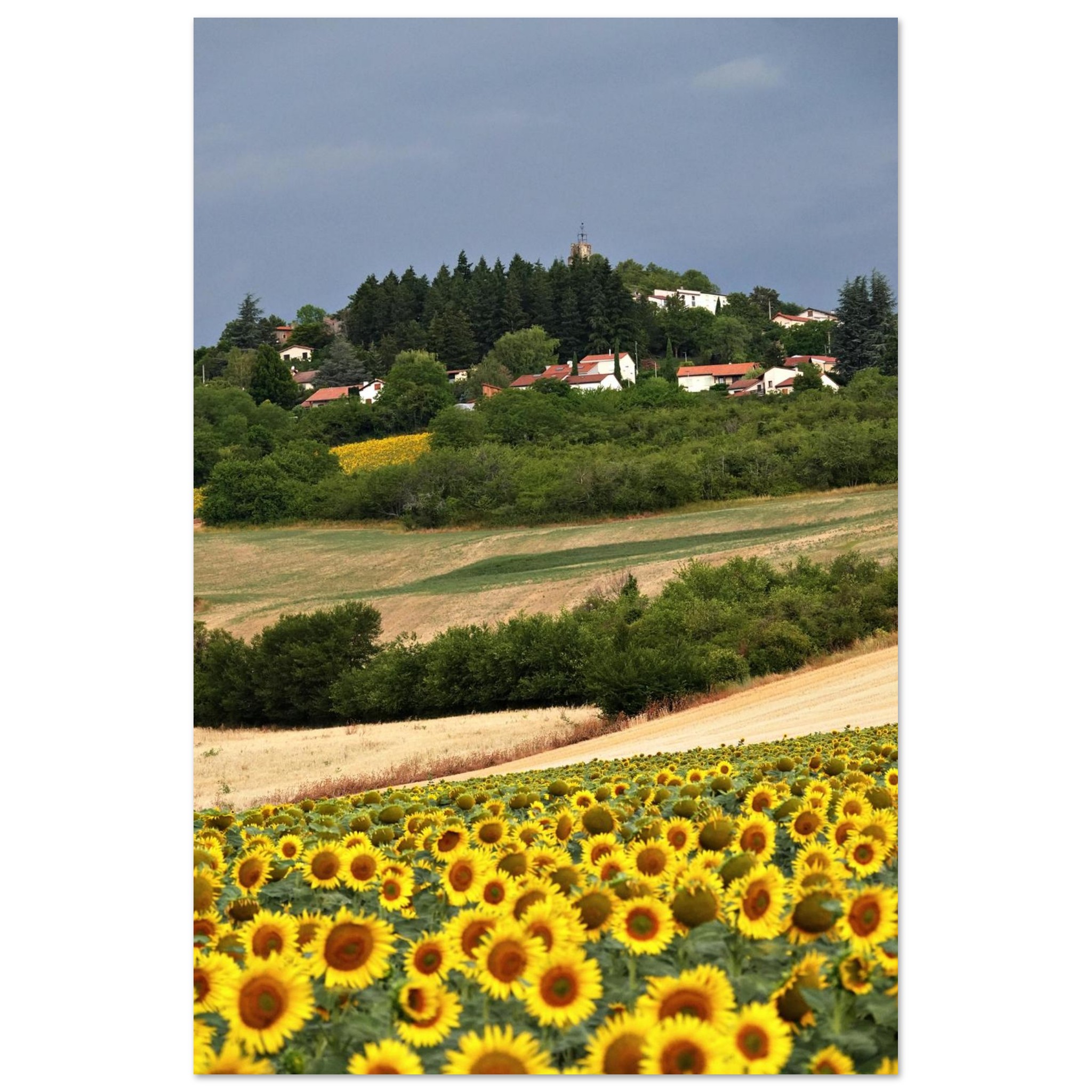 Au cœur des saisons – Tableau tournesols aluminium Au cœur des saisons – Tableau tournesols aluminium