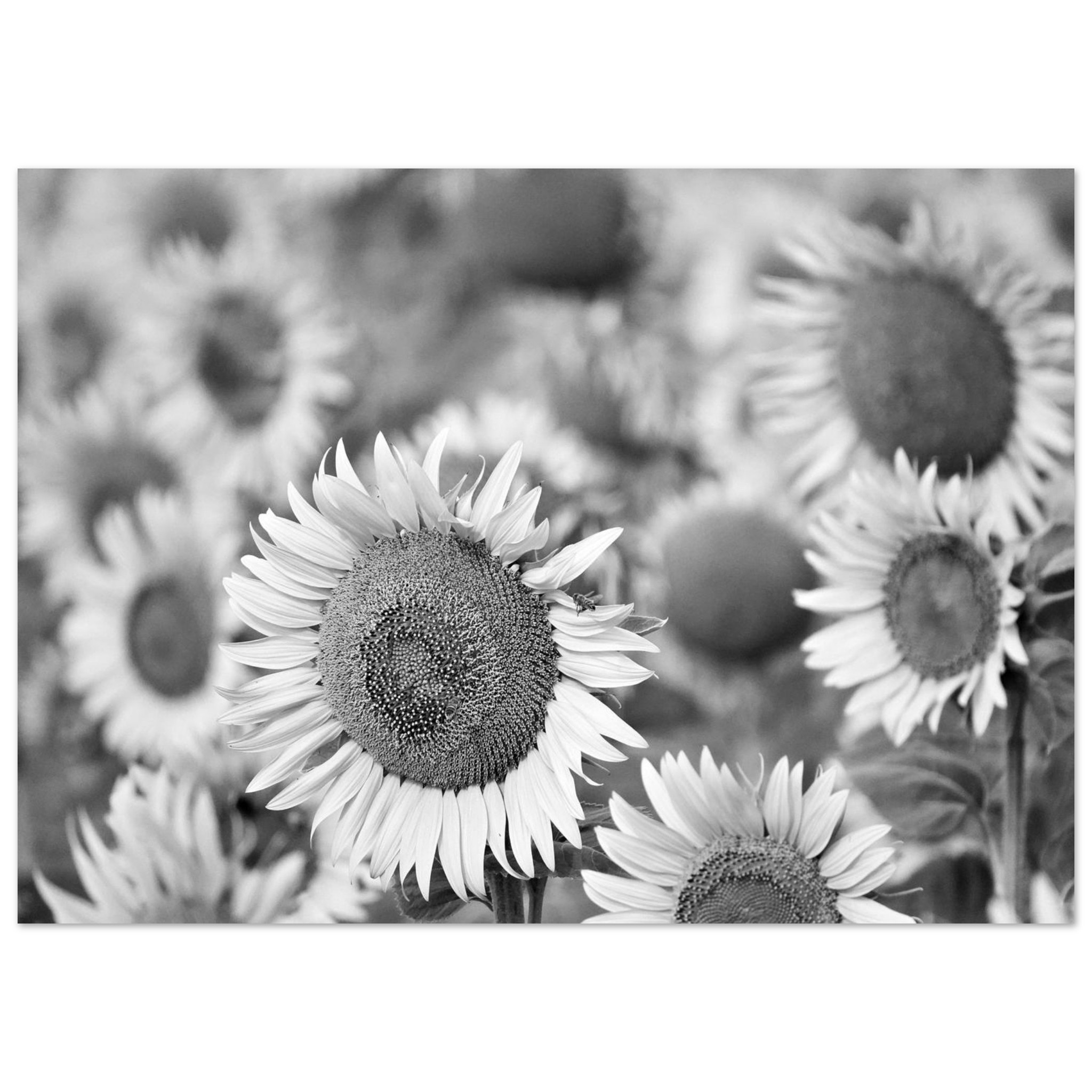 La Terre a de l’allure – Tableau tournesols noir et blanc La Terre a de l’allure – Tableau tournesols noir et blanc