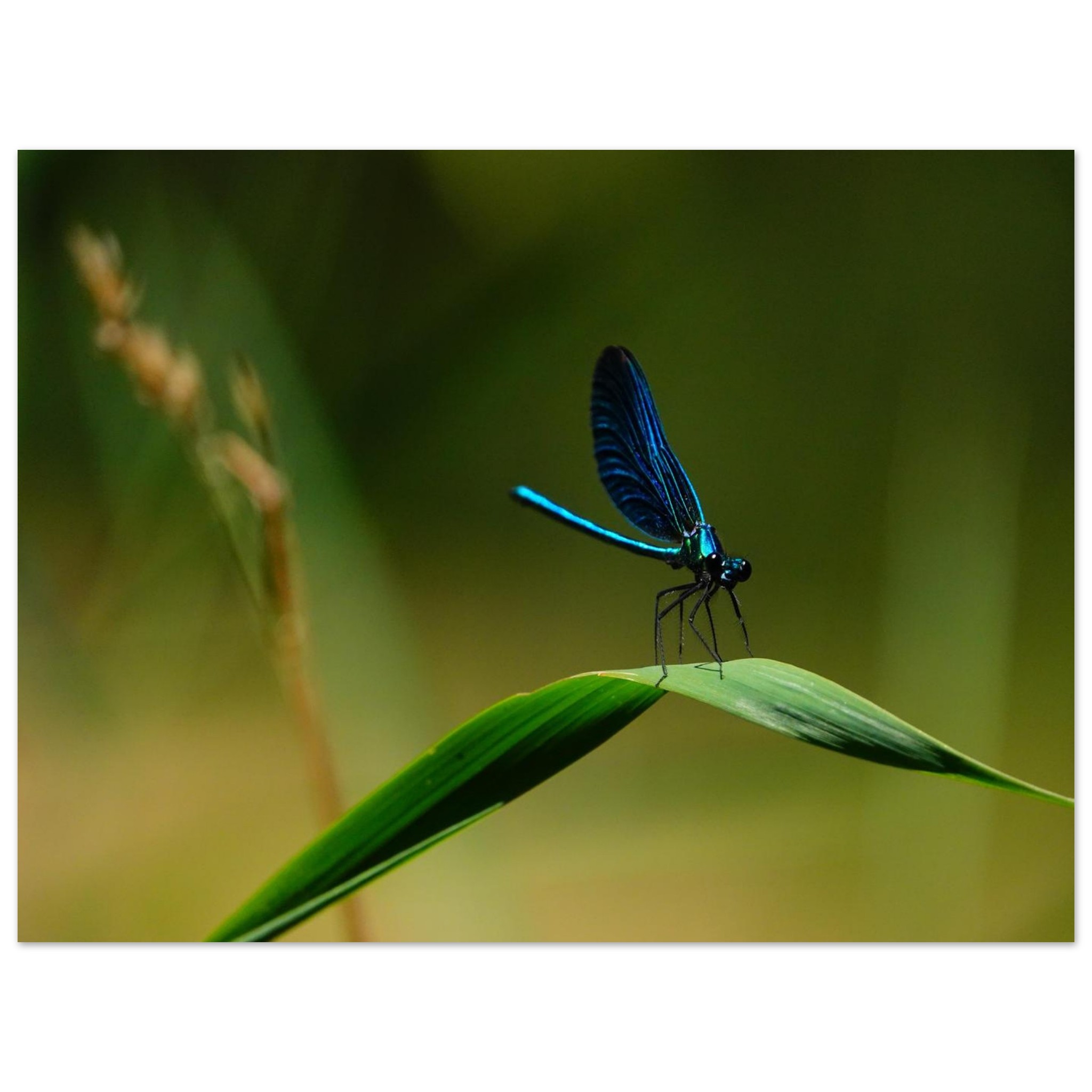 La demoiselle des eaux La demoiselle des eaux