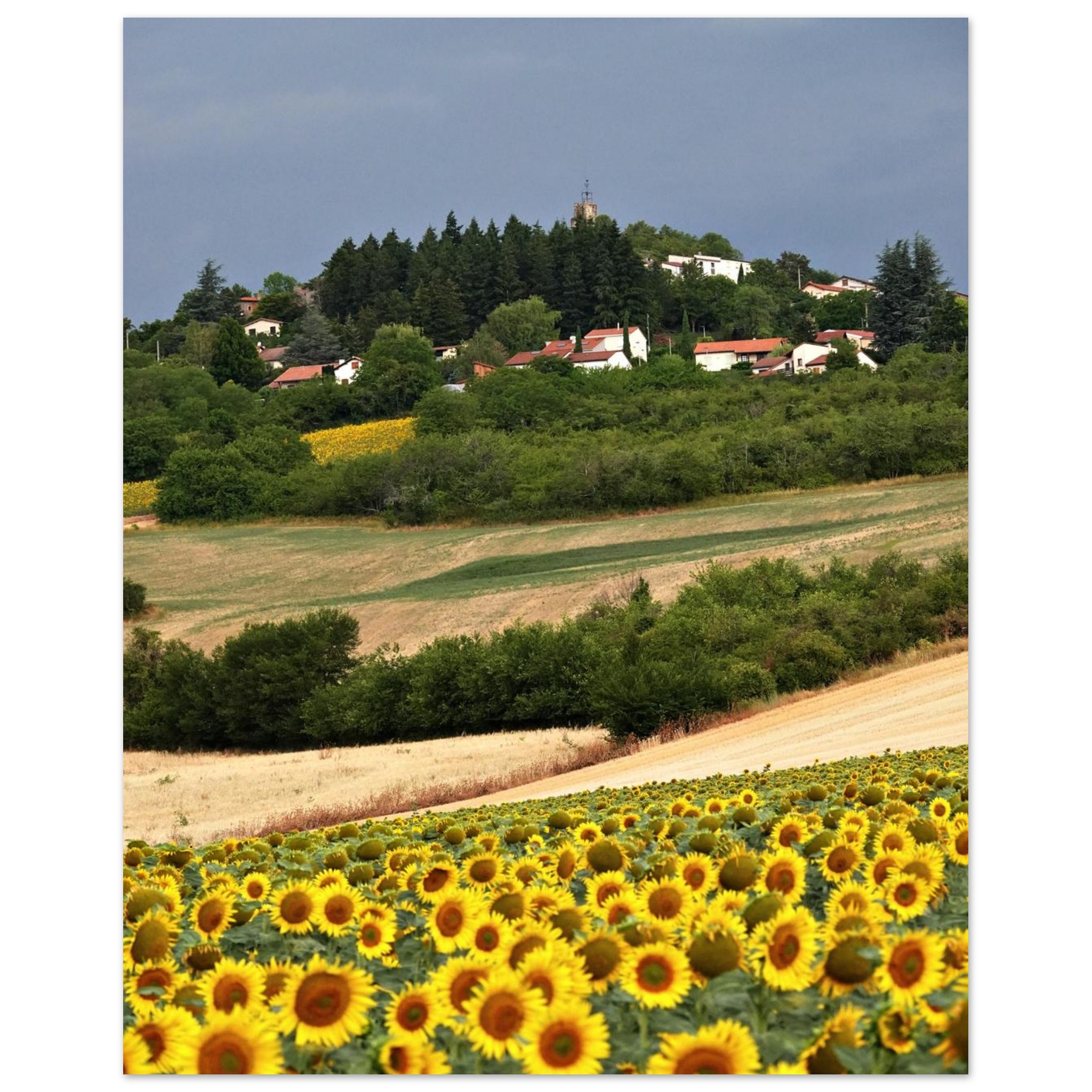 Au cœur des saisons – Tableau tournesols aluminium Au cœur des saisons – Tableau tournesols aluminium