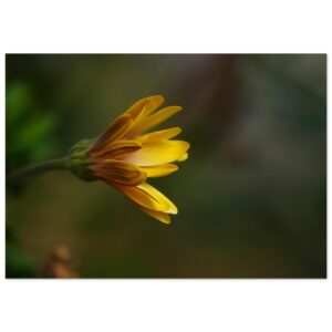 L’Éveil du Jaune – Tableau fleur jaune aluminium L’Éveil du Jaune – Tableau fleur jaune aluminium