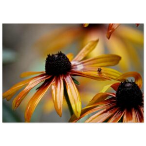 Le parfum invisible de la lumière – Tableau fleurs orangées sur aluminium Le parfum invisible de la lumière – Tableau fleurs orangées sur aluminium