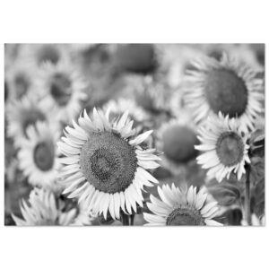 La Terre a de l’allure – Tableau tournesols noir et blanc La Terre a de l’allure – Tableau tournesols noir et blanc