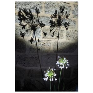 Entre ombre et éclat – Tableau photo d’agapanthes en ombre Entre ombre et éclat – Tableau photo d’agapanthes en ombre
