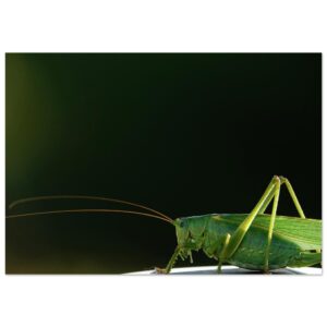 Sans eux pas de nous. – Tableau sauterelle aluminium Sans eux pas de nous. – Tableau sauterelle aluminium