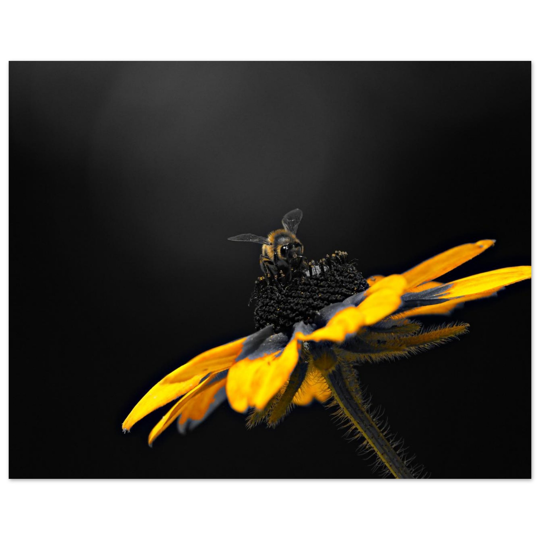 Le jour où les fleurs n’auront plus personne à attendre Le jour où les fleurs n’auront plus personne à attendre