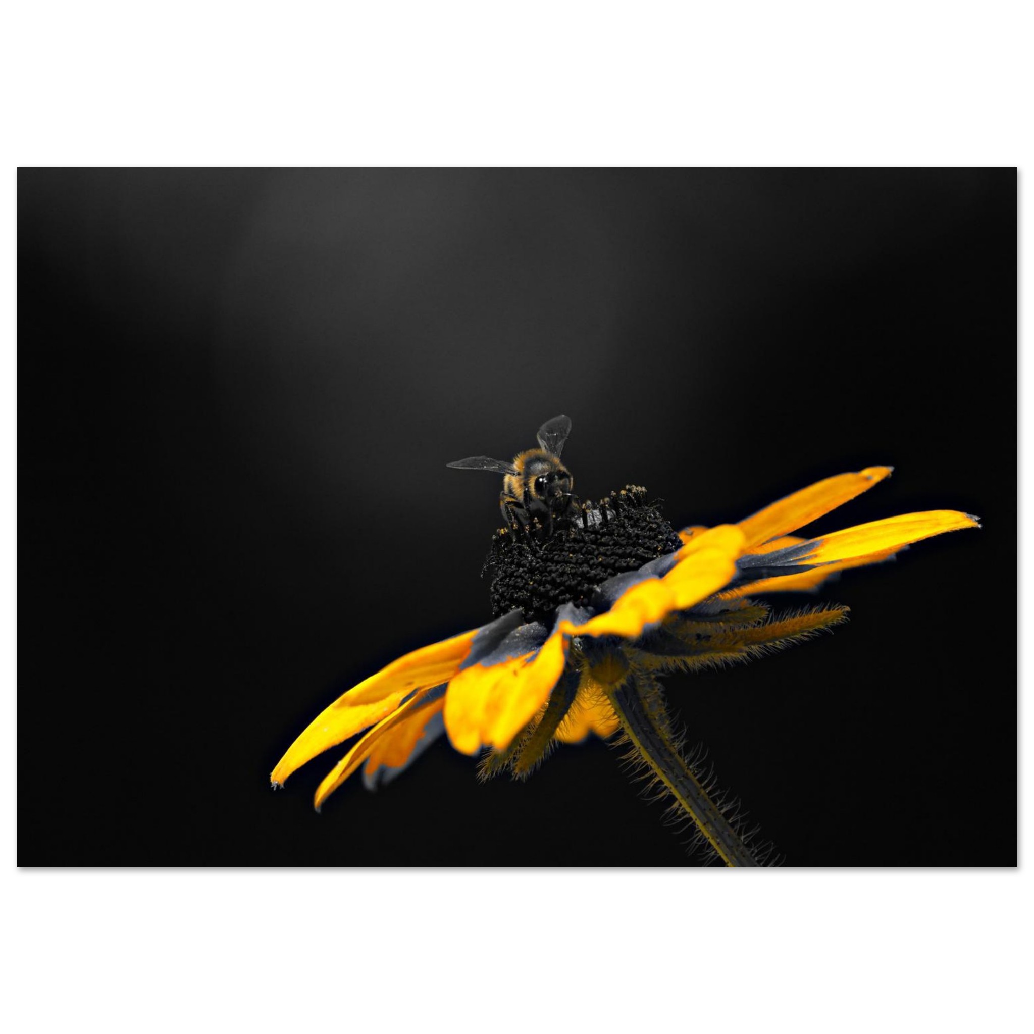 Le jour où les fleurs n’auront plus personne à attendre Le jour où les fleurs n’auront plus personne à attendre