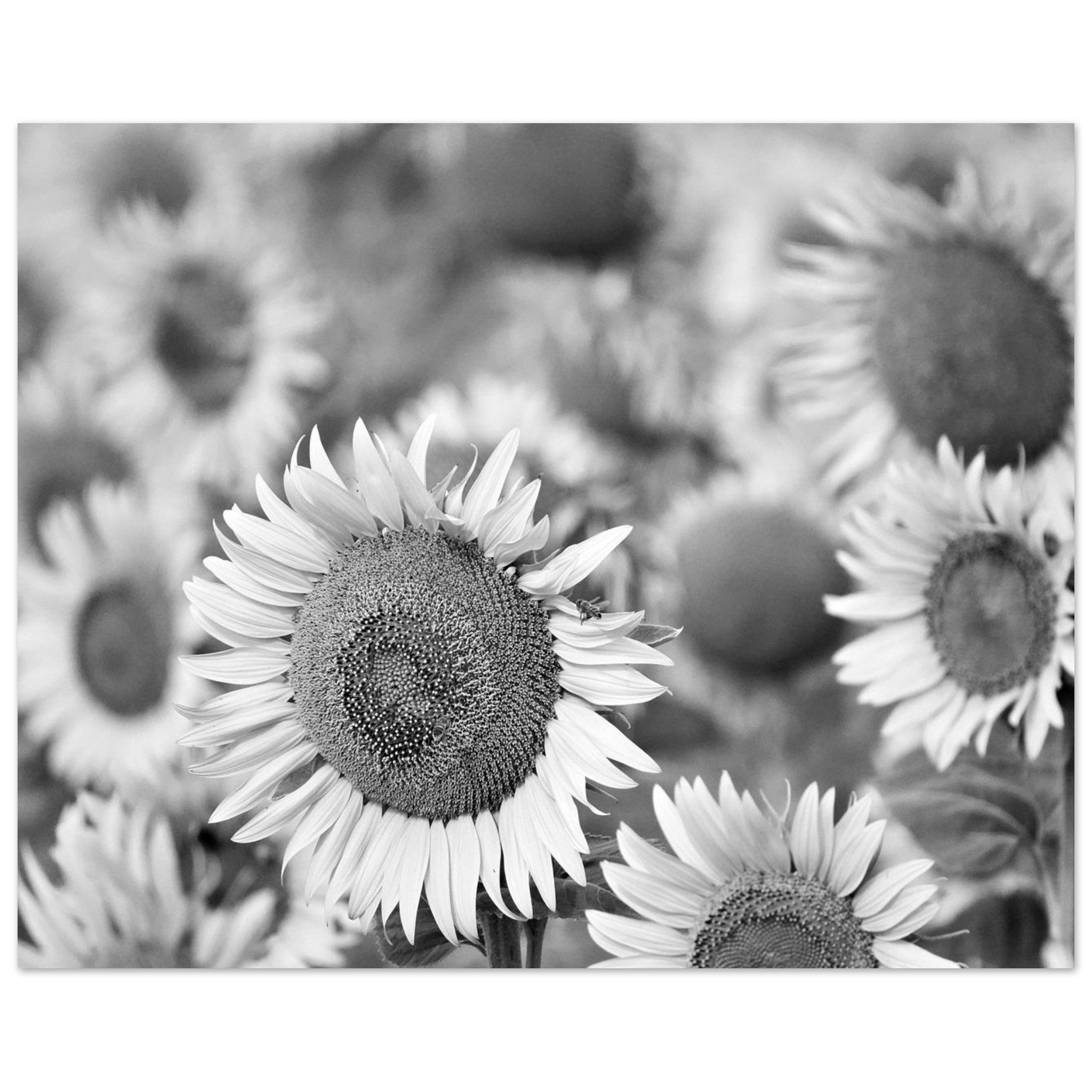 La Terre a de l’allure – Tableau tournesols noir et blanc La Terre a de l’allure – Tableau tournesols noir et blanc