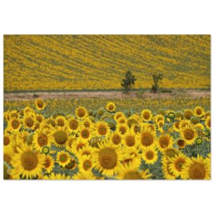 L’or des saisons – Tableau tournesols aluminium L’or des saisons – Tableau tournesols aluminium