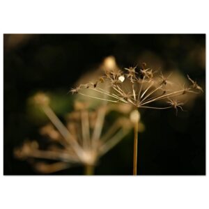 Traité des choses fragiles – Tableau fleurs séchées aluminium Traité des choses fragiles – Tableau fleurs séchées aluminium