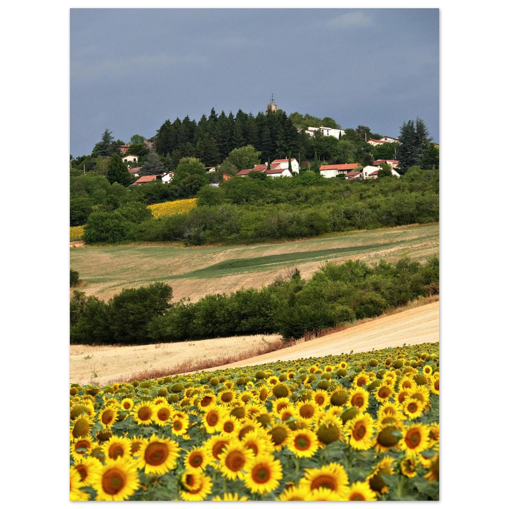 Au cœur des saisons – Tableau tournesols aluminium Au cœur des saisons – Tableau tournesols aluminium