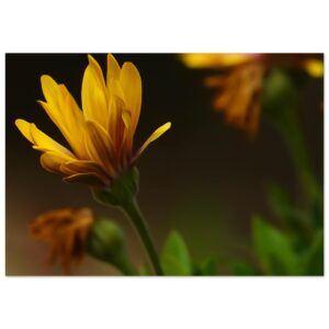 L’Instant Qui Devient Fleur – Tableau fleur jaune aluminium L’Instant Qui Devient Fleur – Tableau fleur jaune aluminium