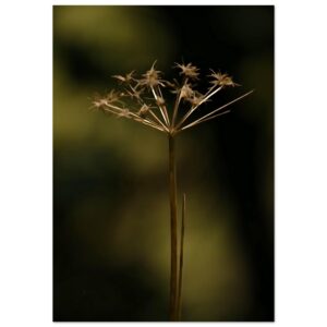 Cartographie du silence intérieur – Tableau fleur séchée aluminium Cartographie du silence intérieur – Tableau fleur séchée aluminium