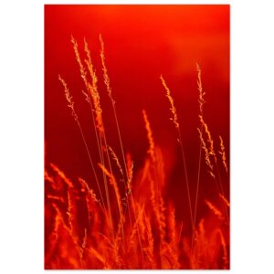 Le nature joue une musique que seuls les sens peuvent entendre Le nature joue une musique que seuls les sens peuvent entendre