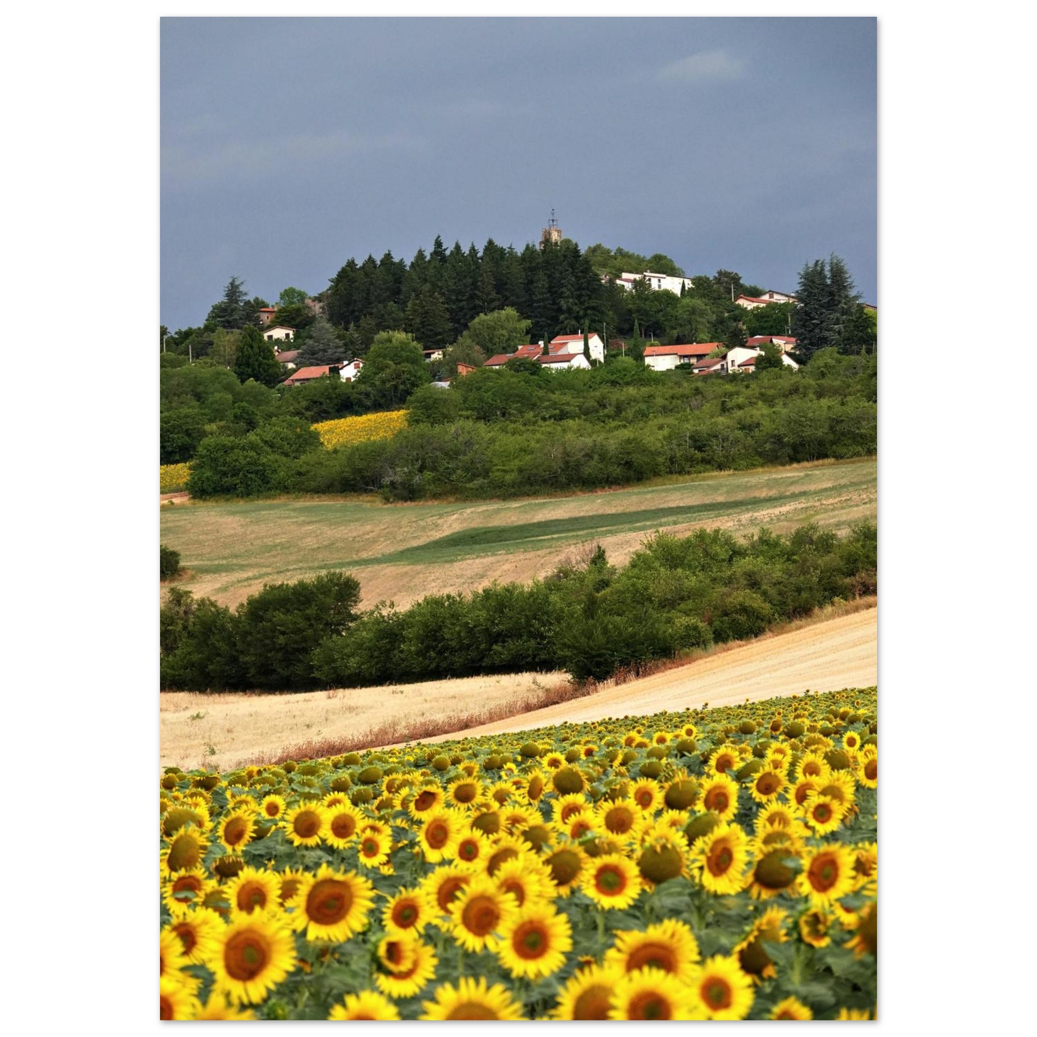 Au cœur des saisons – Tableau tournesols aluminium Au cœur des saisons – Tableau tournesols aluminium
