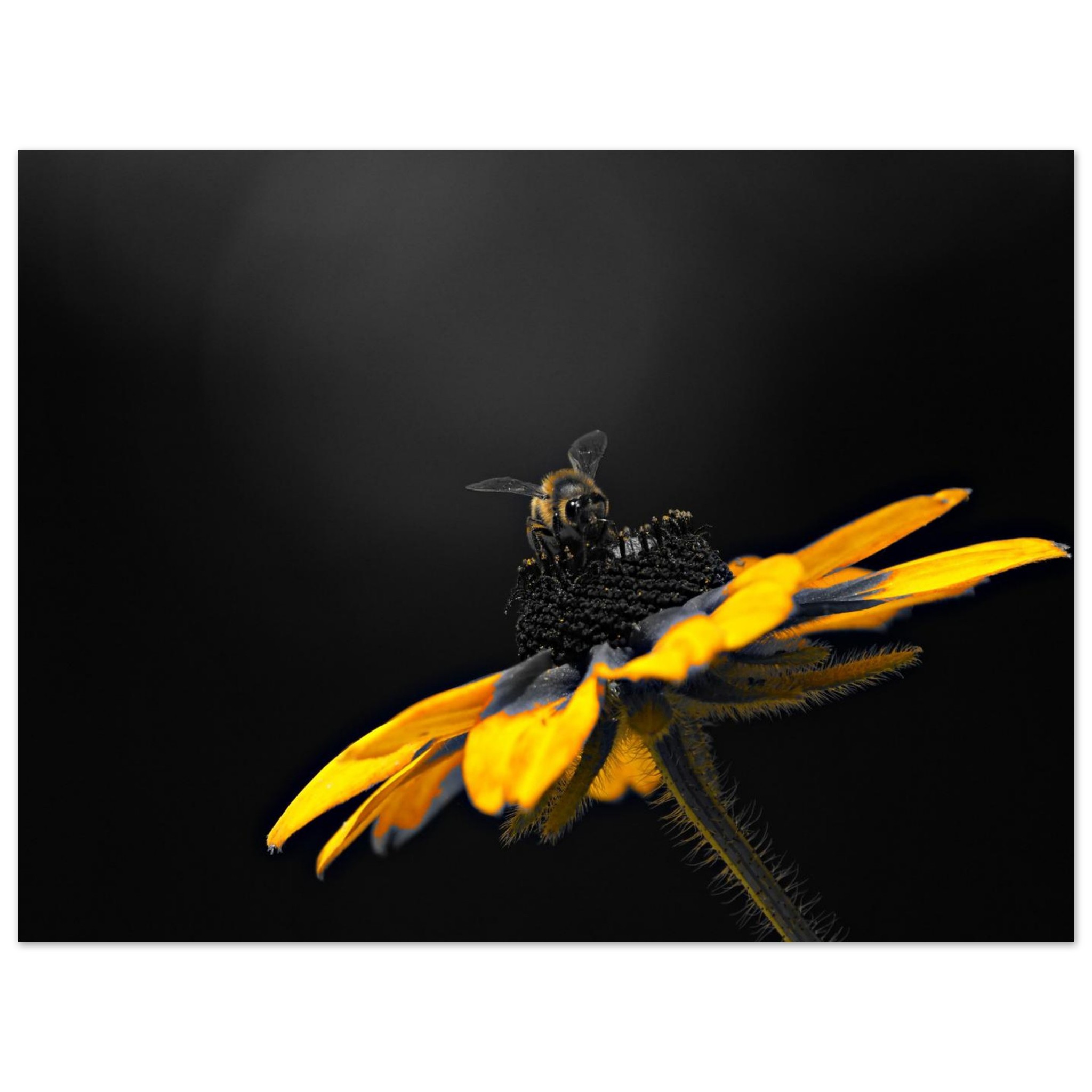 Le jour où les fleurs n’auront plus personne à attendre Le jour où les fleurs n’auront plus personne à attendre