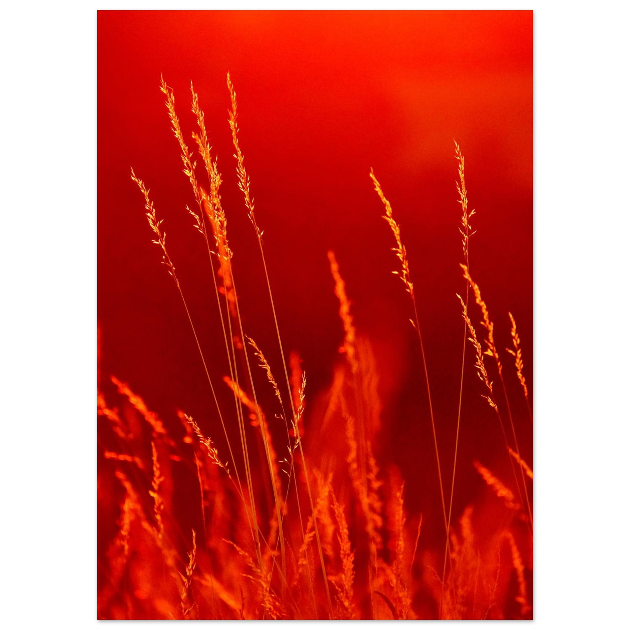 Le nature joue une musique que seuls les sens peuvent entendre Le nature joue une musique que seuls les sens peuvent entendre