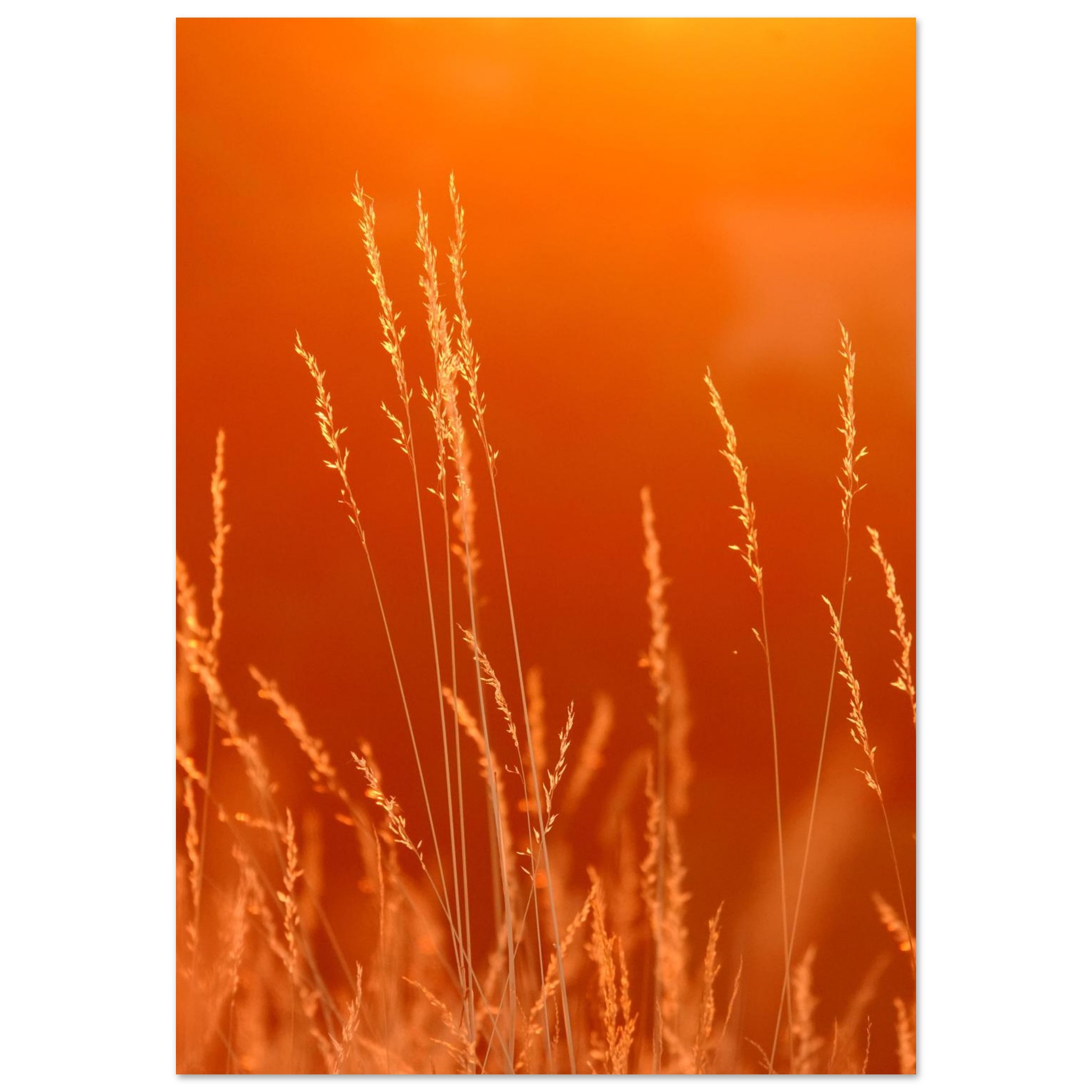 Quand le silence choisit une couleur Quand le silence choisit une couleur