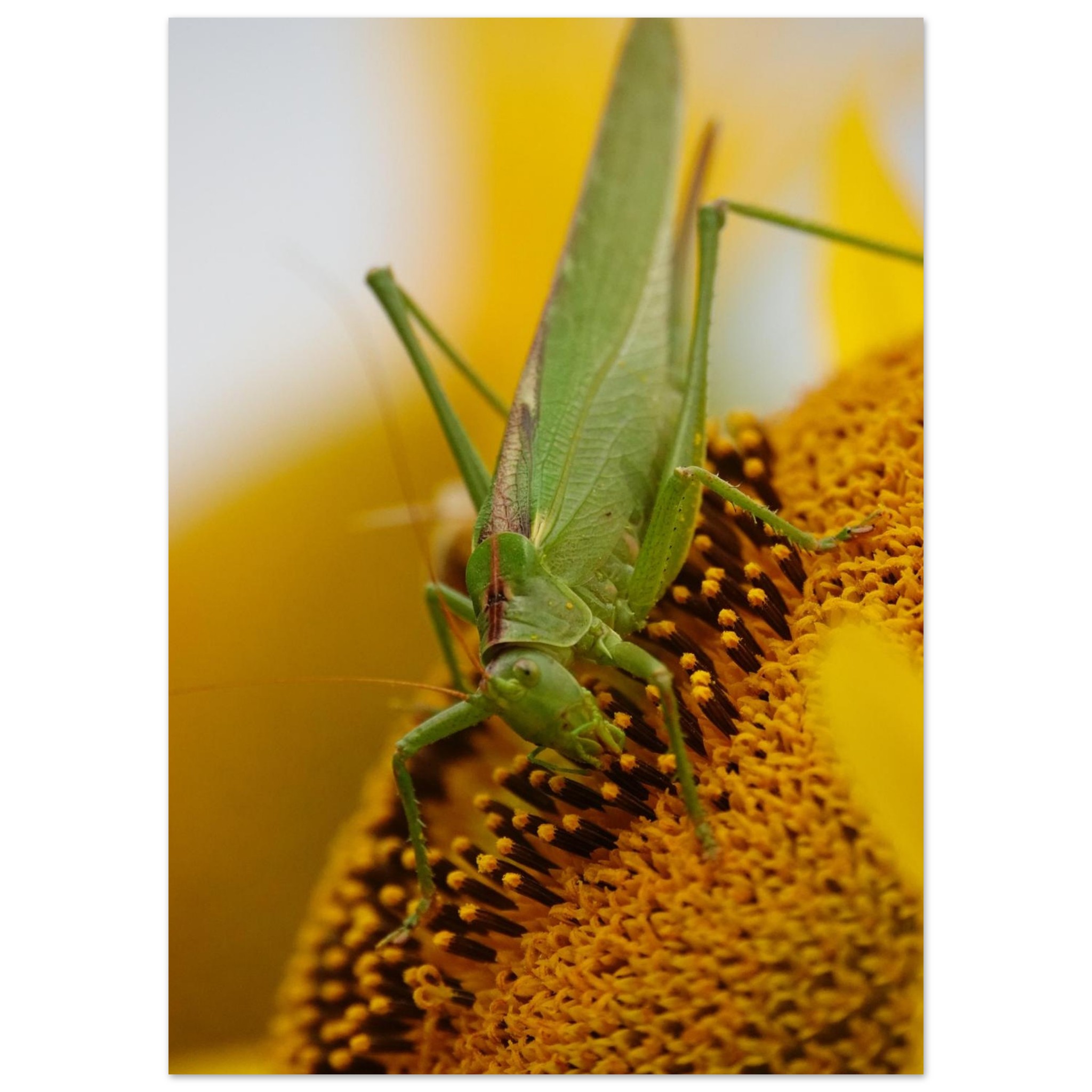 La nature à hauteur d’insecte – Tableau sauterelle sur tournesol La nature à hauteur d’insecte – Tableau sauterelle sur tournesol