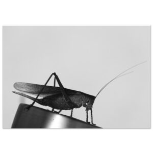 Présence – Tableau sauterelle noir et blanc Présence – Tableau sauterelle noir et blanc