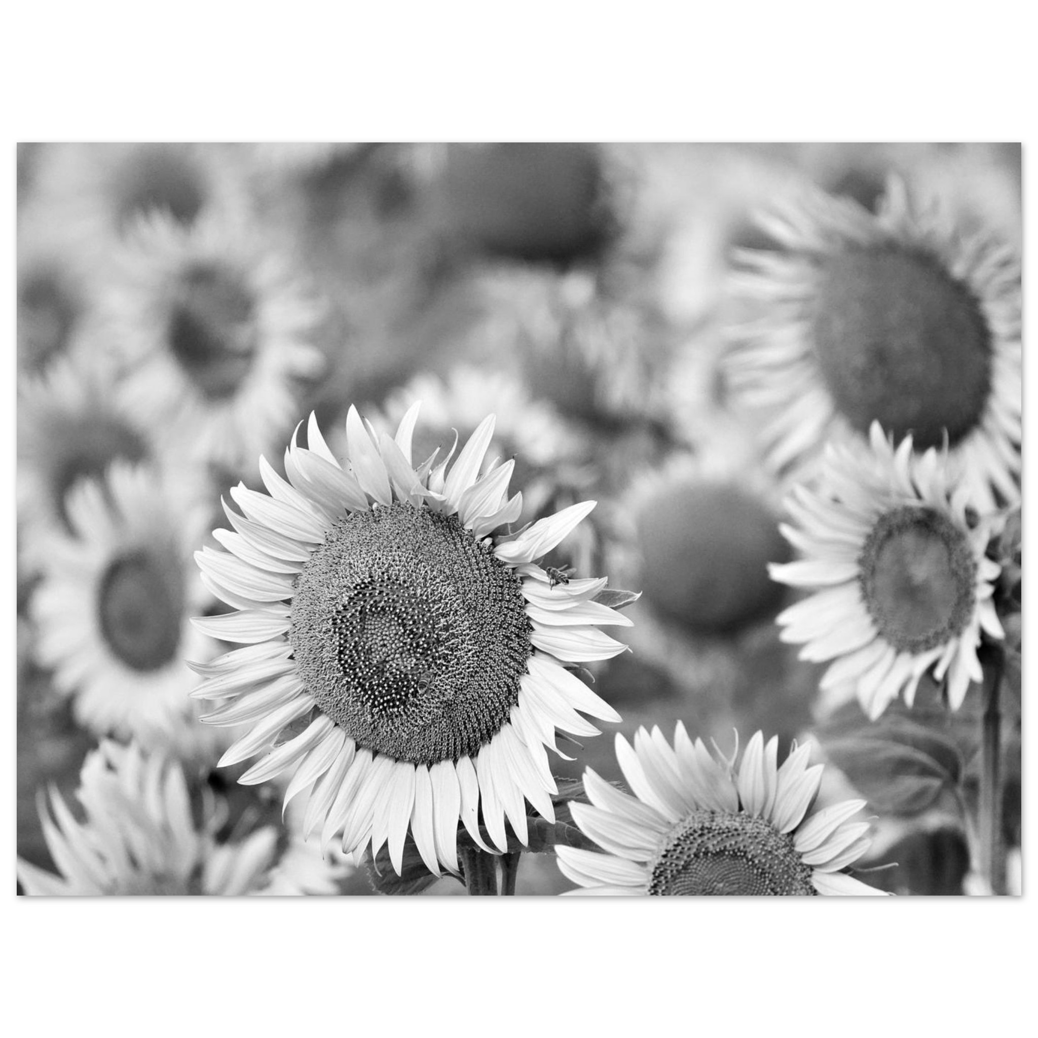 La Terre a de l’allure – Tableau tournesols noir et blanc La Terre a de l’allure – Tableau tournesols noir et blanc