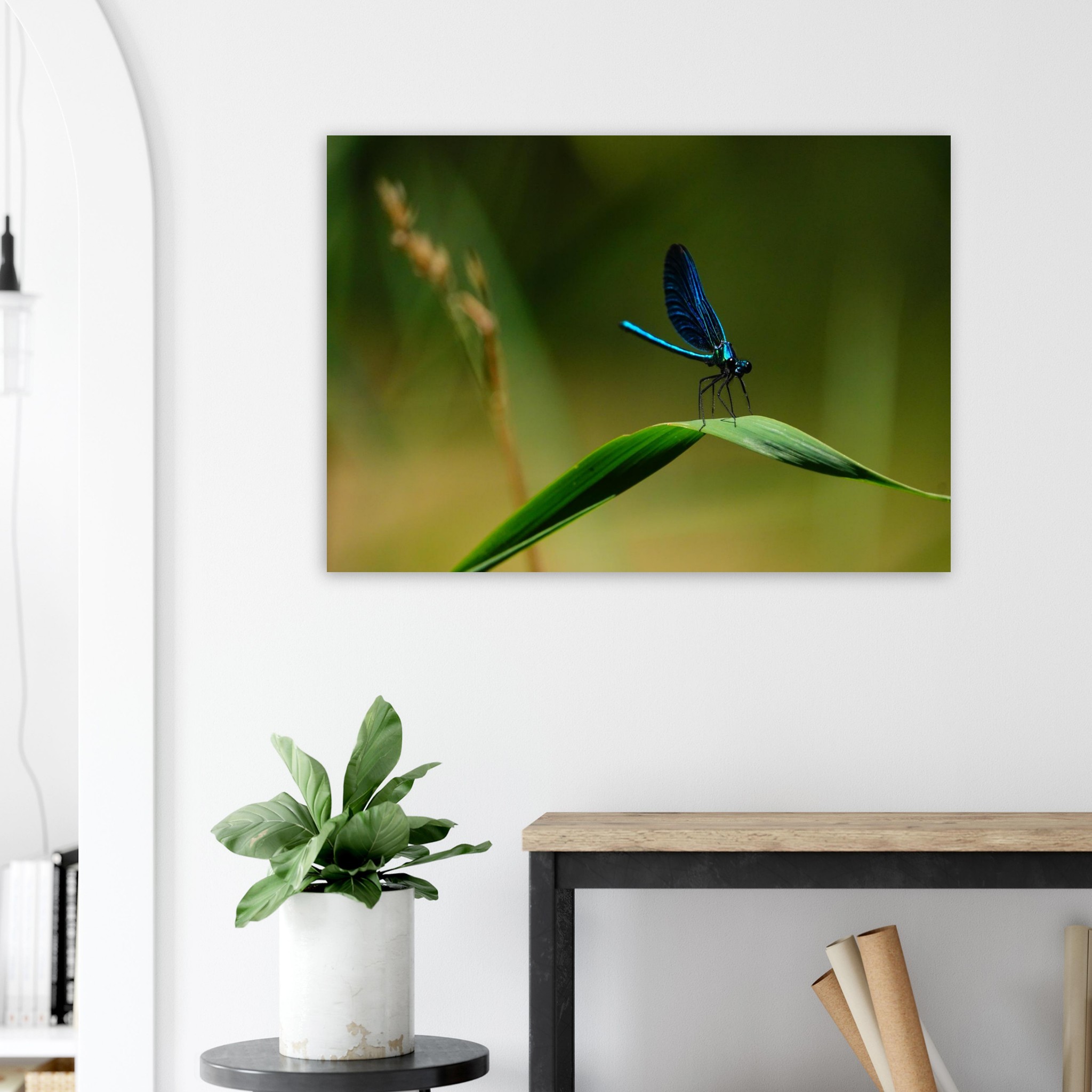 La demoiselle des eaux La demoiselle des eaux
