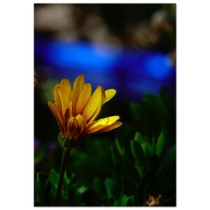 L’Audace du Vivant – Tableau fleur jaune en aluminium L’Audace du Vivant – Tableau fleur jaune en aluminium
